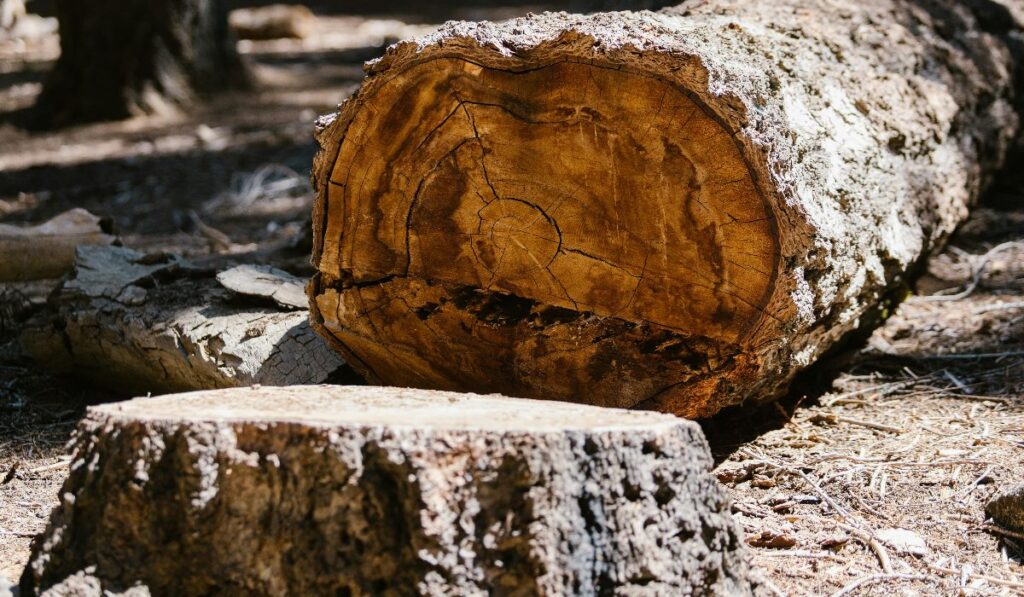 Paras kaatokiila testi