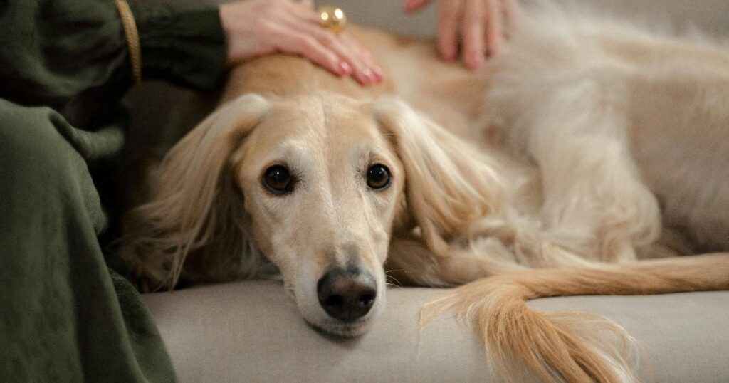 koira kangassohvalla