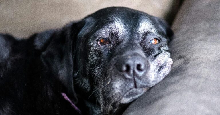 koira makaa sohvalla