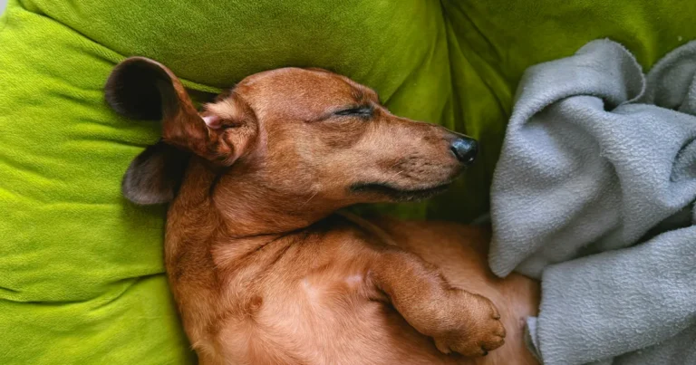 koira kuorsaa sängyllä