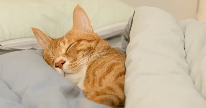 kuorsaava kissa sängyllä