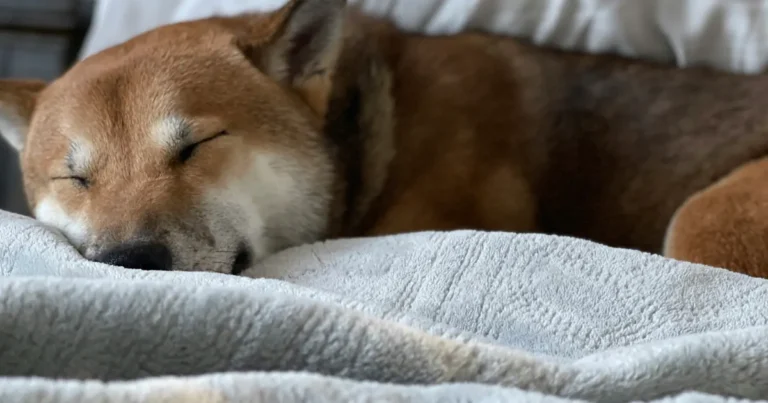 kuorsaava koira sängyllä