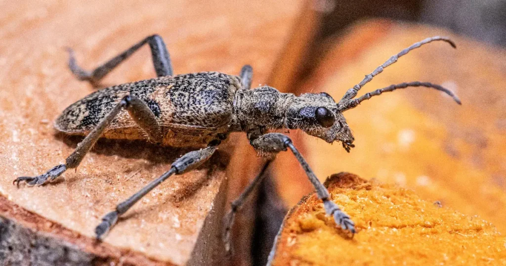 Paras kuoriaisansa testi