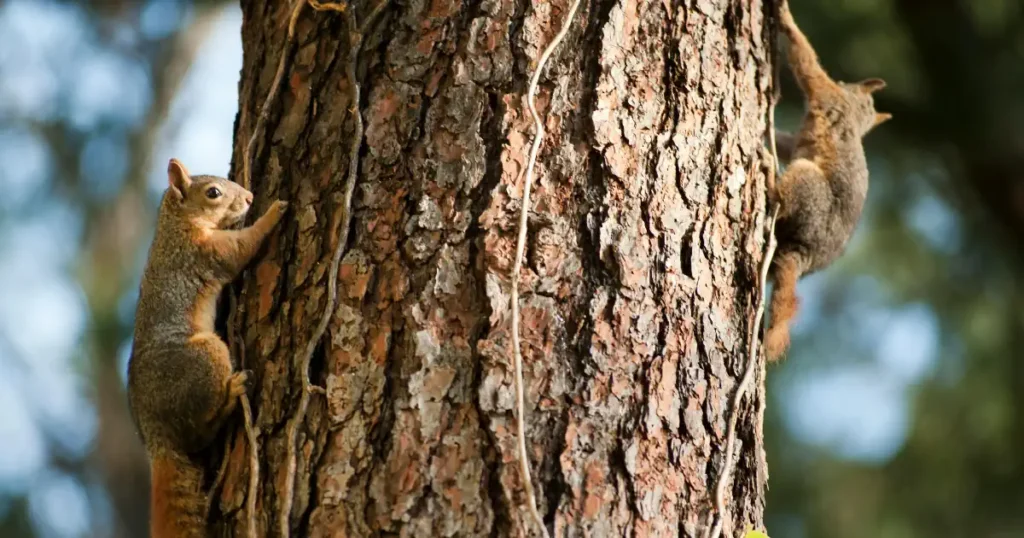 Paras metsurinmitta testi