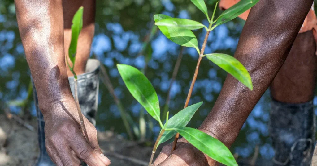 Paras istutuskuokka vertailu