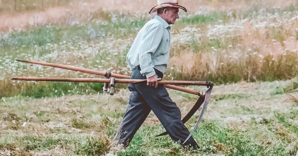 Paras metsäviikate testi