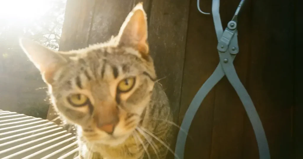 Parhaat kuormaussakset testi vertailu