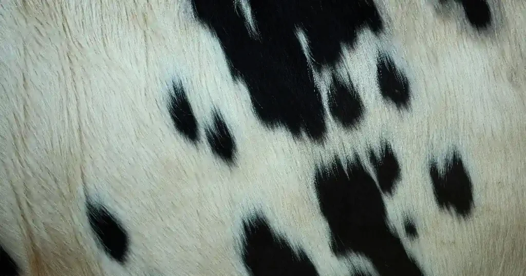 Paras lehmäntalja testi