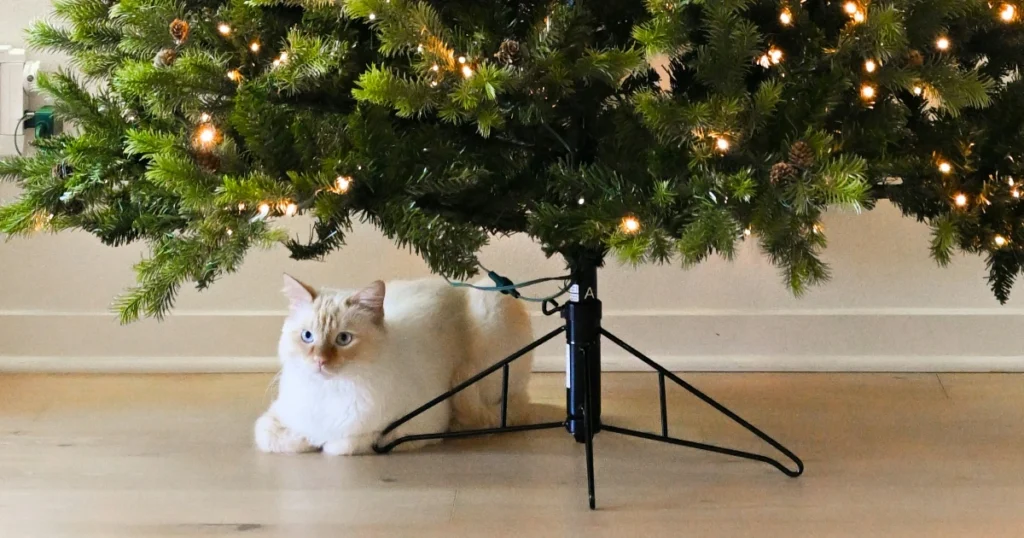 Paras joulukuusi testi