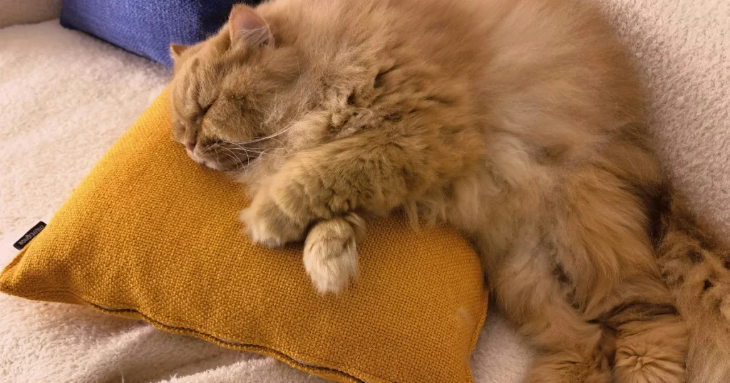 Paras lasten tyyny testi