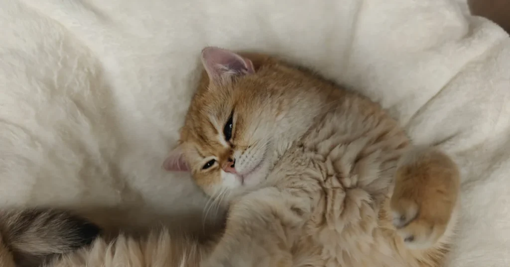 Paras matala tyyny vertailu