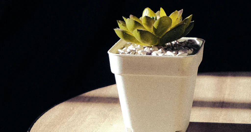 Paras tekokasvi testi