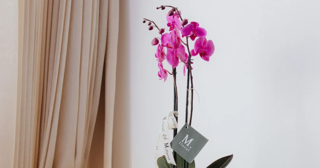 Paras vaasi vertailu