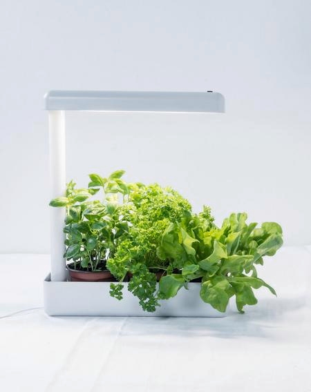 Airam Herby LED kasvivalaisin valkoinen
